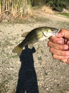 Smallmouth Bass caught by manoa kempka