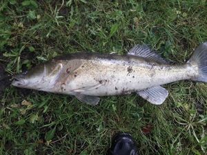 Zander