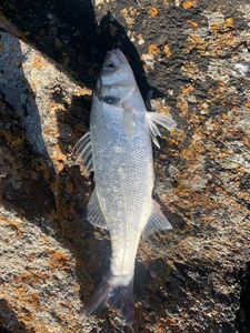 European Bass (Seabass)