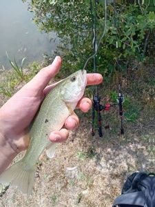 Largemouth Bass