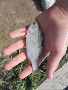 Roach