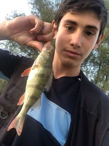 European Perch