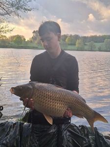 Common Carp