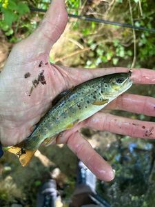 Brown Trout