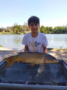 Common Carp