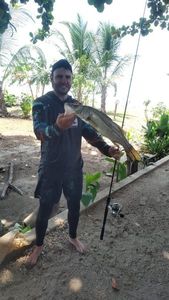 Common Snook