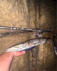 Great Barracuda