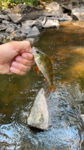European Perch