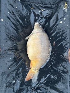 Leather Carp