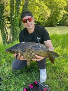 Common Carp