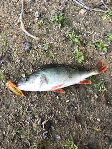 European Perch