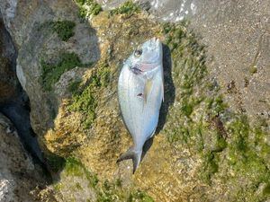 Gilthead Seabream