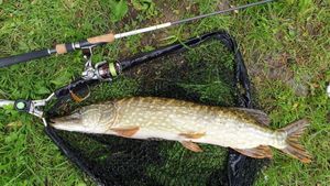 Northern Pike