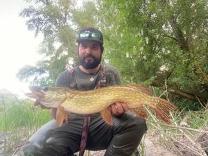Northern Pike