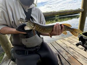 Northern Pike