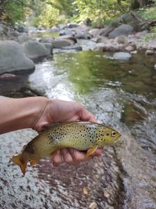 Brown Trout