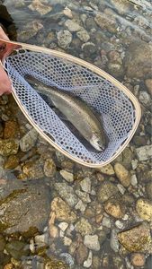 Rainbow Trout