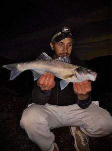 European Bass (Seabass)