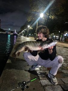 Northern Pike