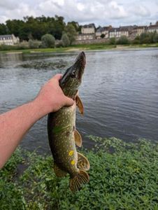 Northern Pike