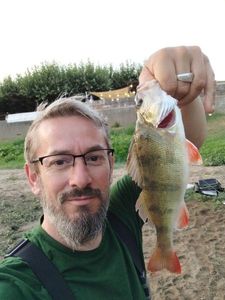 European Perch