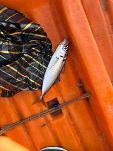 Atlantic Horse Mackerel