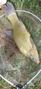 Tench
