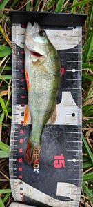 European Perch