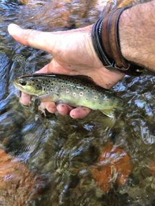 Brown Trout