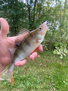 European Perch
