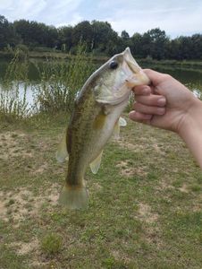 Largemouth Bass