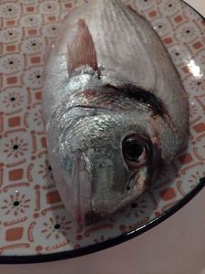 Gilthead Seabream