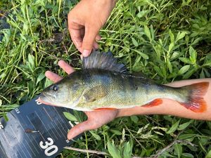 European Perch