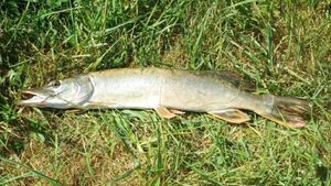 Northern Pike