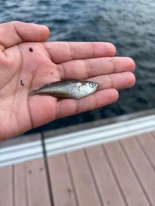 Giant Goby