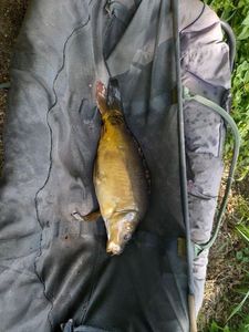 Mirror Carp