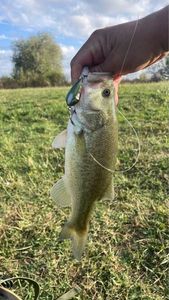 Largemouth Bass