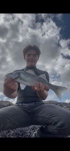 European Bass (Seabass)