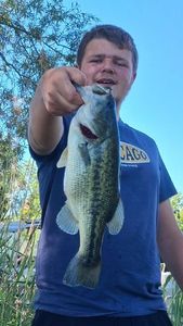 Largemouth Bass