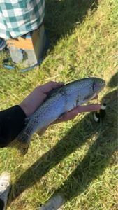 Rainbow Trout