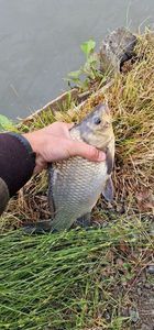 Crucian Carp
