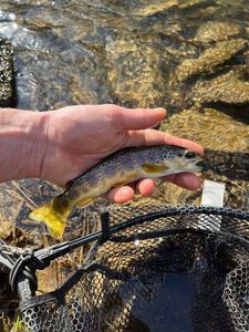 Brown Trout