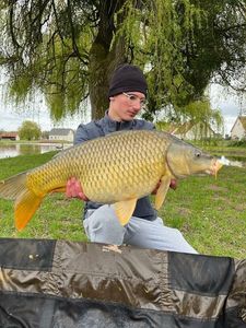 Common Carp