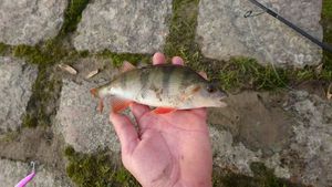 European Perch