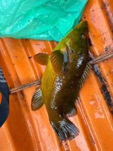 Ballan Wrasse