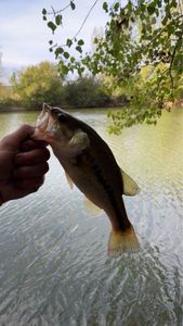 Largemouth Bass
