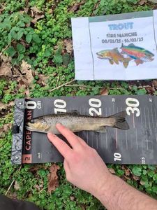 Brown Trout