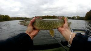 Northern Pike