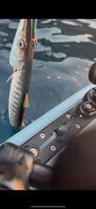 Great Barracuda