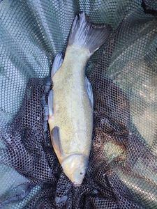 Tench